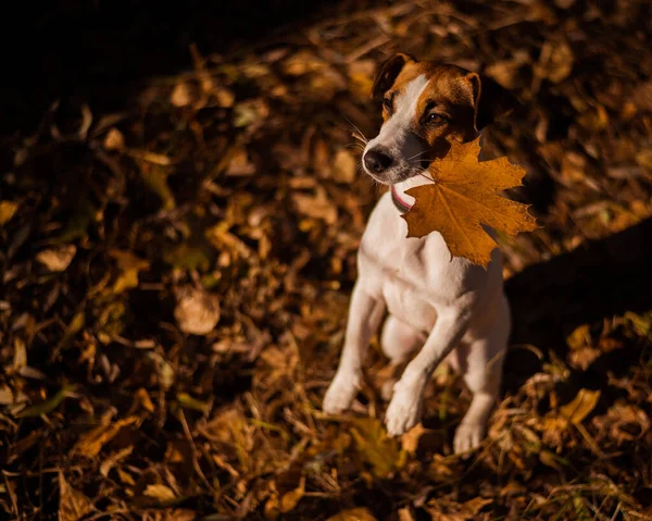 Джек Рассел терьер собака держит желтый кленовый лист в осеннем лесу. — стоковое фото