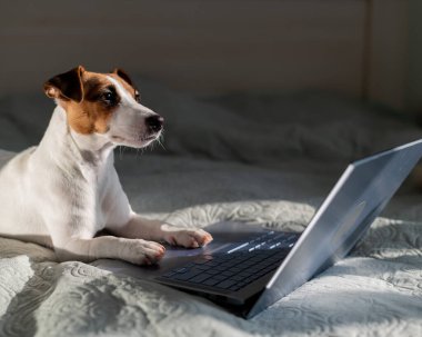 Akıllı köpek Jack Russell Terrier dizüstü bilgisayarın yanında yatıyor..