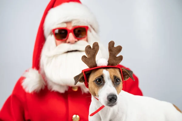 Weihnachtsmann und Weihnachtsmann mit Sonnenbrille auf weißem Hintergrund. Jack Russell Terrier Hund im Hirschkostüm. — Stockfoto
