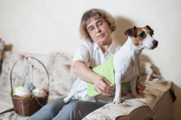 Femme caucasienne âgée tricote des vêtements pour l'hiver pour le chien Jack Russell Terrier — Photo