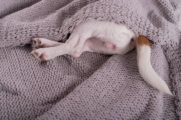 Un petit chien mignon est couvert d'un plaid gris. Les pattes postérieures et la queue d'un petit chien sortent de la couverture — Photo
