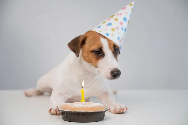 Um cão bonito em um gorro festivo senta-se na frente de um bolo com uma vela em chamas número um. Jack Russell Terrier está comemorando seu aniversário — Fotografia de Stock