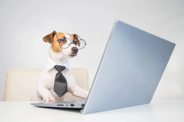 Chien Jack Russell terrier dans des lunettes et une cravate se trouve à un bureau et travaille à un ordinateur sur un fond blanc. Représentation humoristique d'un animal de compagnie patron. — Photo