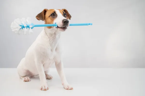 Jack Russell terrier kutya egy kék WC kefét tart a szájában. Vízvezeték-tisztító — Stock Fotó