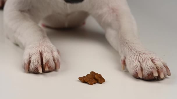 Primo piano cane jack russell terrier mangiare cibo secco. — Video Stock