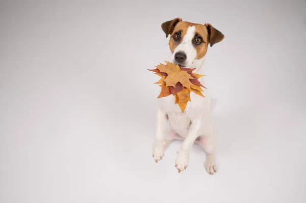Il cane tiene un mucchio di foglie d'acero su uno sfondo bianco. — Foto Stock
