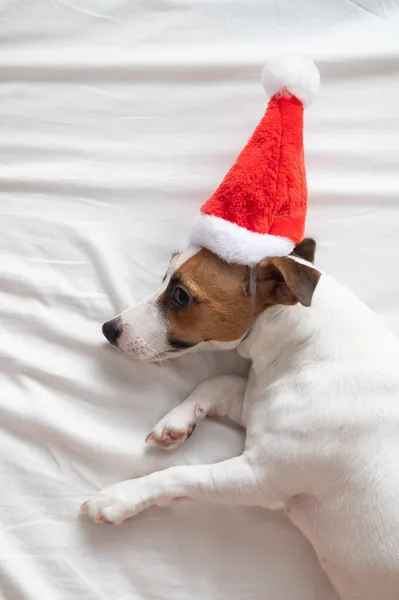 Jack Russell terrier cane in cappello di Babbo Natale si trova su un foglio bianco. Biglietto di auguri di Natale — Foto Stock