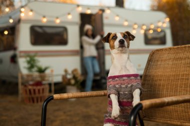 Jack Russell teriyer köpeği süveter içinde bir karavanla seyahat ediyor..