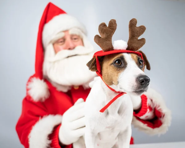 Święty Mikołaj i Jack Russell Terrier pies przebrany za renifera, pomocnik Mikołaja na białym tle. — Zdjęcie stockowe