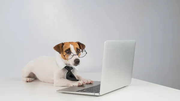 Gözlüklü ve kravatlı teriyer köpeği Jack Russell laptopta beyaz arka planda çalışır.. — Stok fotoğraf