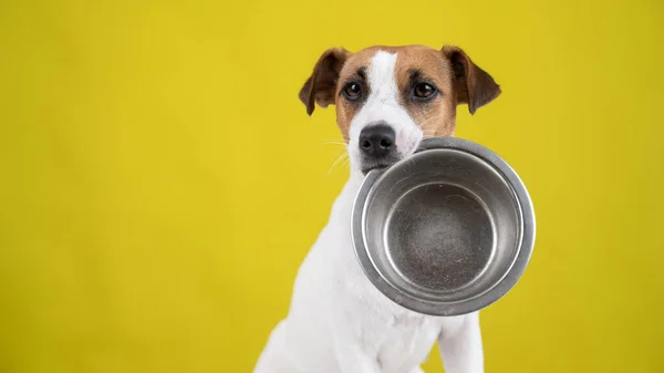 Hungry jack russell terrier segurando uma tigela vazia em um fundo amarelo. O cão pede comida. — Fotografia de Stock