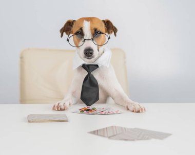 Jack Russell gözlüklü ve kravatlı teriyer köpeği poker oynar. Kumar kart oyunlarına bağımlılık.