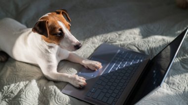 Akıllı köpek Jack Russell Terrier dizüstü bilgisayarın yanında yatıyor..