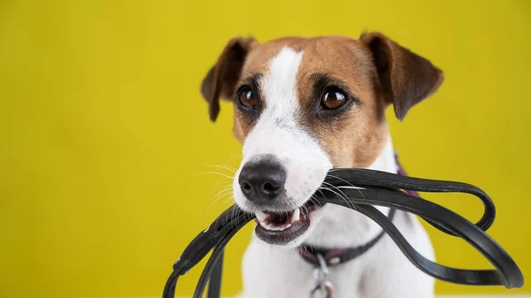 O cão está segurando uma trela em um fundo amarelo. Jack Russell Terrier chama o proprietário para uma caminhada. — Fotografia de Stock