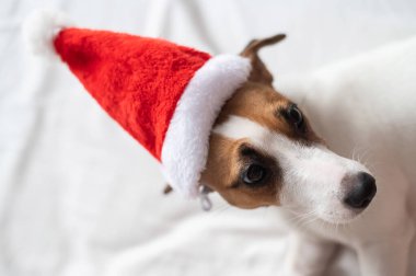 Noel Baba şapkalı teriyer köpeği Jack Russell beyaz bir çarşafın üzerinde yatıyor. Noel tebrik kartı.