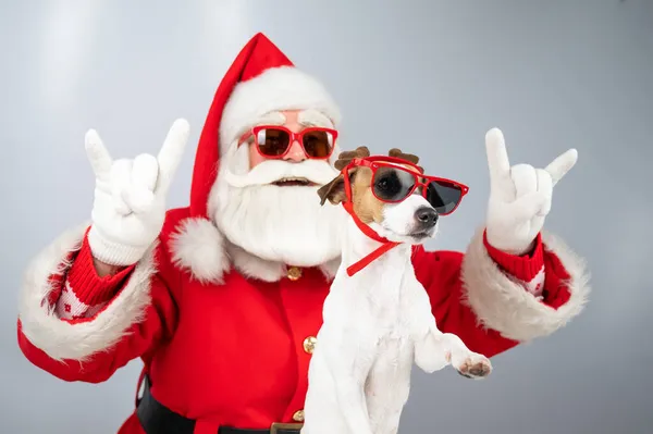 Santa Claus και santas βοηθός σε γυαλιά ηλίου σε λευκό φόντο. Τζακ Ράσελ Τεριέ σκύλος με στολή ελαφιού. — Φωτογραφία Αρχείου