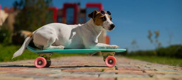 Jack Russell Terrier pies w okularach przeciwsłonecznych jeździ na tarasie. — Zdjęcie stockowe