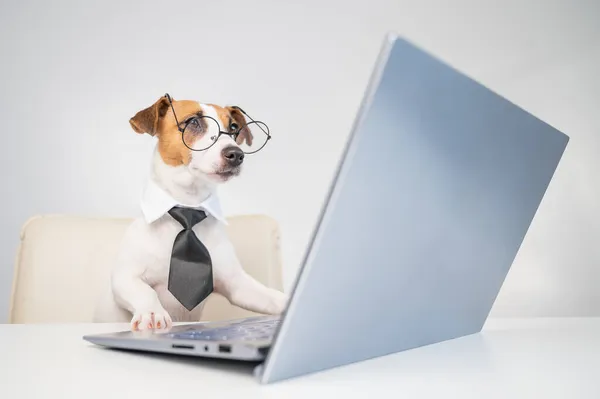 Собака джек-російський тер'єр в окулярах і краватка сидить за столом і працює за комп'ютером на білому тлі. Гумористичне зображення головного улюбленця . — стокове фото