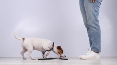 Köpek beyaz arka plandaki bir kadına tasma veriyor. Jack Russell Terrier sahibini yürüyüşe çağırıyor..