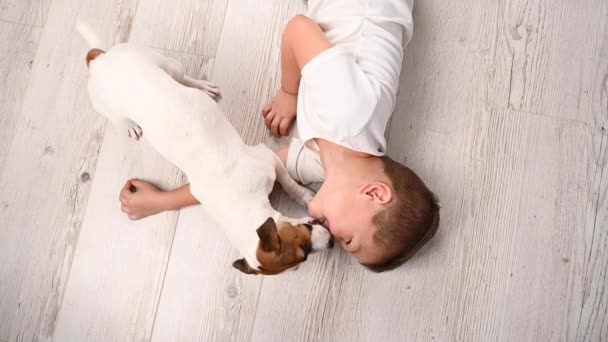 Jack Russell terrier pies liże chłopców twarz. — Wideo stockowe