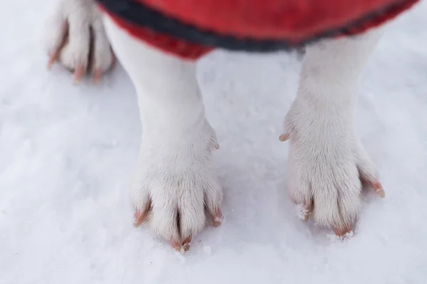 Close-up van hondenpoten op witte sneeuw. — Stockfoto