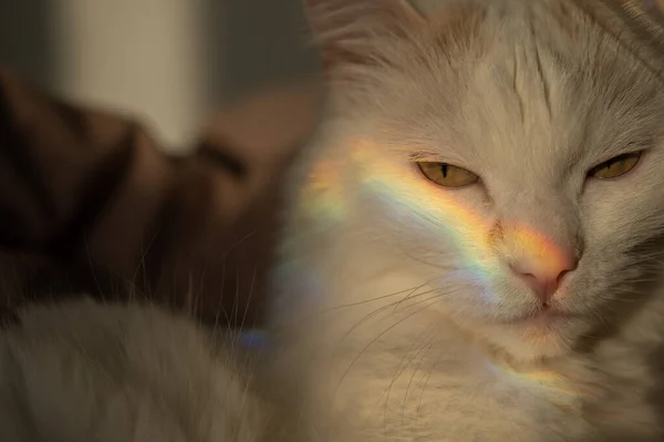 白いふわふわの猫がその顔に虹と寝室に横たわっています. — ストック写真