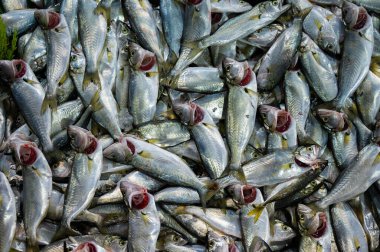 Pazardaki çiğ balık sahanlığının en üst görüntüsü.