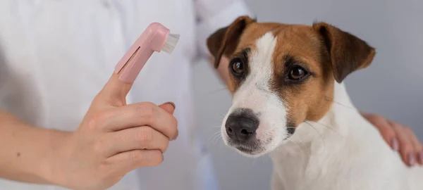 Žena veterinární lékař čistí zuby psa jack Russell teriér se speciálním štětcem dát ji na prst. — Stock fotografie
