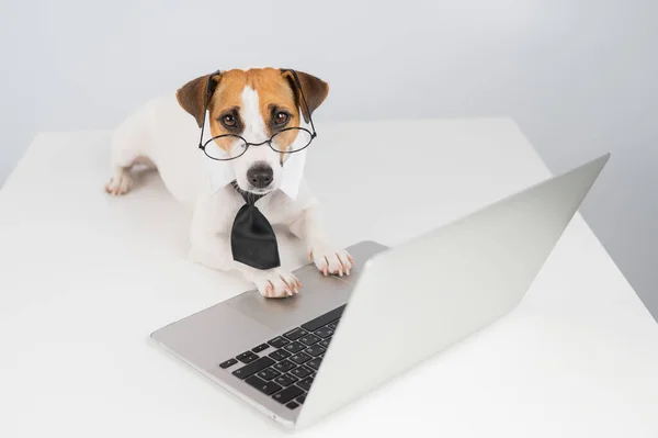 Jack russell terrier chien dans des lunettes et cravate fonctionne sur ordinateur portable sur fond blanc. — Photo