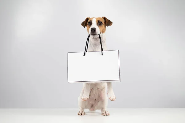 Jack Russell terrier perro sosteniendo una bolsa de papel sobre un fondo blanco. Compras. — Foto de Stock