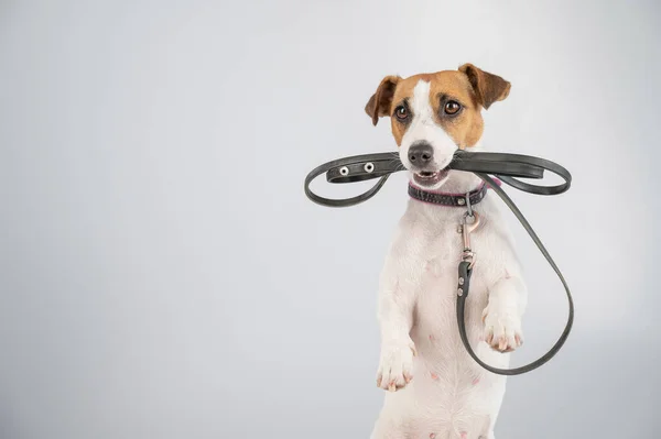 Beyaz arka planda tasması olan Jack Russell Terrier köpeği.. — Stok fotoğraf
