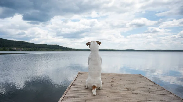 Triste cão jack russell terrier senta-se sozinho no cais junto ao lago. — Fotografia de Stock