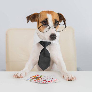 Jack Russell gözlüklü ve kravatlı teriyer köpeği poker oynar. Kumar kart oyunlarına bağımlılık.