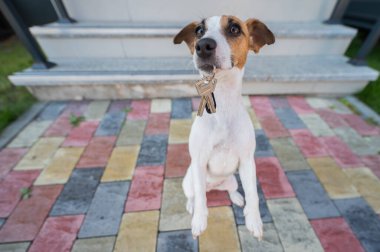 Köpek Jack Russell Terrier evin anahtarlarını verir.