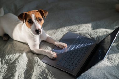 Akıllı köpek Jack Russell Terrier dizüstü bilgisayarın yanında yatıyor..
