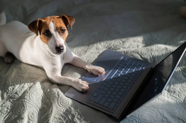 Akıllı köpek Jack Russell Terrier dizüstü bilgisayarın yanında yatıyor..