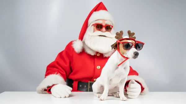 Święty Mikołaj i Mikołaj pomagają w okularach przeciwsłonecznych na białym tle. Jack Russell terrier pies w kostiumie jelenia — Zdjęcie stockowe