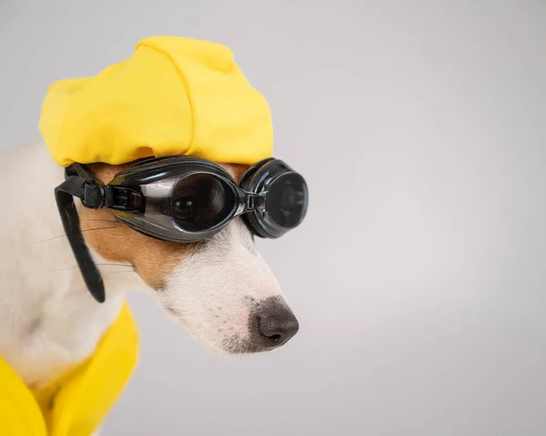 Retrato de Jack Russell cão terrier em colete salva-vidas com óculos de mergulho e tampa da piscina no fundo branco. — Fotografia de Stock