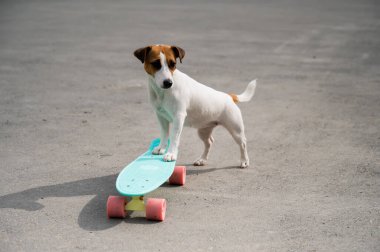 Jack Russell teriyer köpeği bir kuruş tahtasına biner.