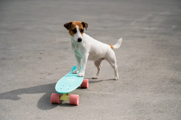 Jack Russell terrier perro paseos un penique tablero al aire libre — Foto de Stock