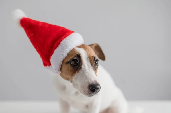 一只披着白色背景的桑塔爪帽的狗杰克的画像。圣诞贺卡 — 图库照片