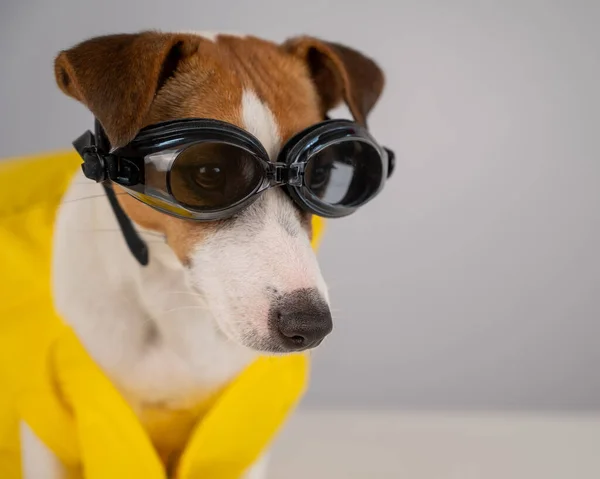 Retrato de Jack Russell cão terrier em colete salva-vidas e óculos para snorkeling no fundo branco. — Fotografia de Stock