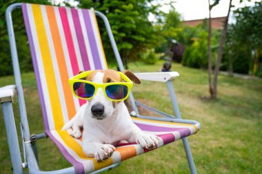 Jack Russell güneş gözlüklü teriyer köpeği dinleniyor. Yaz tatili kavramı.