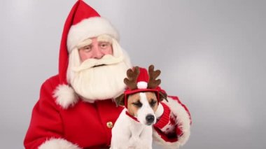 Noel Baba, beyaz arka planda geyik kostümü giymiş köpek Jack Russell Terrier 'ı tutuyor. Mutlu Noeller..