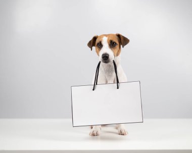 Jack Russell Terrier köpeği beyaz arka planda kese kağıdı tutuyor. Alışveriş..