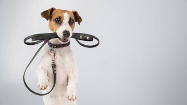 Beyaz arka planda tasması olan Jack Russell Terrier köpeği..