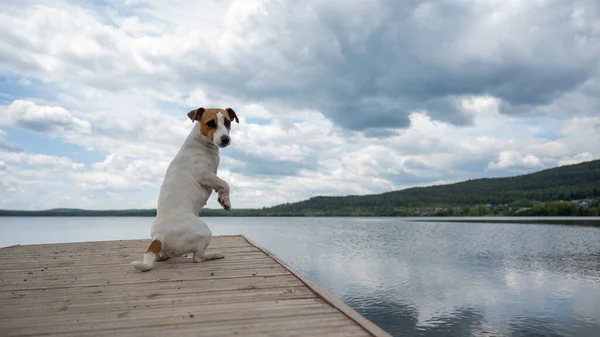 Triste cão jack russell terrier senta-se sozinho no cais junto ao lago. — Fotografia de Stock