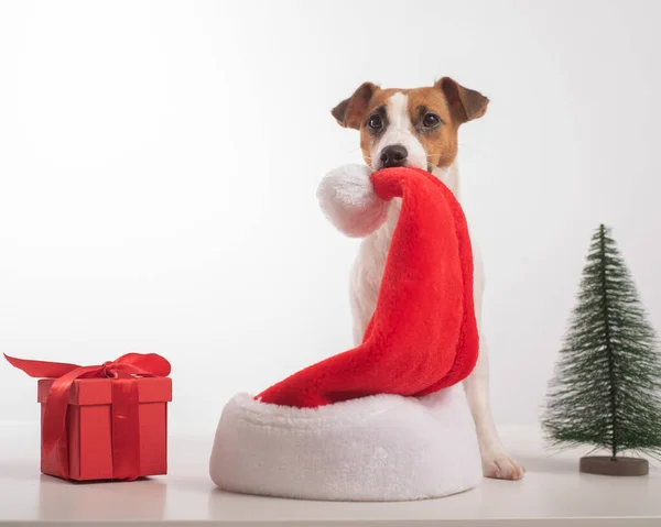 Mądry pies Jack Russell Terrier trzyma w ustach kapelusz Świętego Mikołaja. Wesołych Świąt — Zdjęcie stockowe