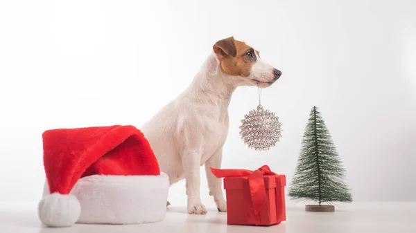 Smart dog jack russell terrier tiene una decorazione natalizia in bocca su uno sfondo bianco — Foto Stock