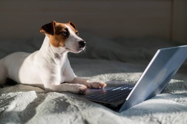 Akıllı köpek Jack Russell Terrier dizüstü bilgisayarın yanında yatıyor..